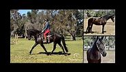 Seal Brown Friesian/ American Saddlebred X For Sale