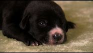 Lab Mix Puppies | Too Cute!