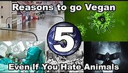 Don't care about animals? 5 reasons you should still go vegan