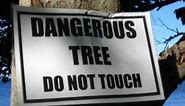 WORLD's MOST DANGEROUS TREE: The Deadly Manchineel or "little apple of death"🍏 #nature #dangerous