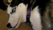 Good morning husky noises