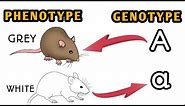 Genotype and Phenotype (Genetics) Animated