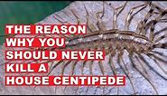 Why You Should Never Kill a House Centipede