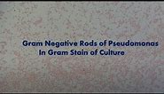 Pseudomonas aeruginosa Gram stained Footages