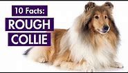 Rough Collie 101: Top 10 Facts You Should Know [Lassie's Breed]