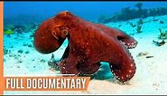 Primeval squids - In the hunting grounds of the mysterious Cephalopods