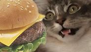 Funny cats can haz cheezburger?
