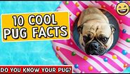 Pug Facts - Pugs 101 - Facts About Pugs