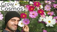 Cosmos Flower | How to Grow & Care Cosmos Flower Plant | কসমস ফুল