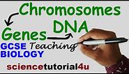 DNA, CHROMOSOMES, GENES & ALLELES. GCSE Science Biology