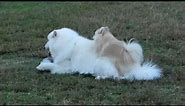 Samoyed & Pomeranian