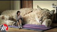9 Most Biggest Cats In The World