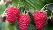 How to Grow Raspberries - Complete Growing Guide