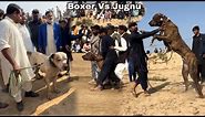 Dog Fight Boxer Vs Jugnu Bohat Bada Dhoka