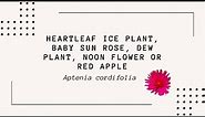 Heartleaf ice plant