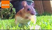 GoPro Catches Mouse Eating Cheese