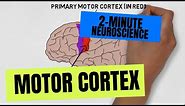 2-Minute Neuroscience: Motor Cortex
