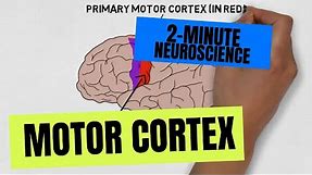 2-Minute Neuroscience: Motor Cortex
