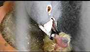 how pigeons feed a newborn pigeon