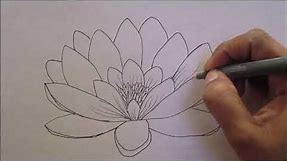 How to Draw a Water Lily flower (simplified for beginners)