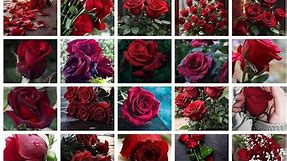 Choose from a curated selection of rose wallpapers for your mobile and desktop screens.#wallpaper#