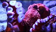 Playing with Godzilla, the Giant Pacific Octopus at Aquarium of the Pacific!