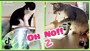 Oh No, Oh No, Oh No No No No Song Cat Meme PART 2 of 4 - CATS TIKTOK COMPILATION - l Oh Hooman