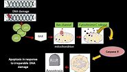 The Role of p53 in Apoptosis | Cancer Biology | Oncology @biologyexams4u