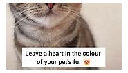 I'm not getting the purrfect heart color to define my fur color, you comment yours 😻 . . Follow for more - @ask_my_cats . . . . . . #CatLove #felinefriendship #kittycat #owningcats #CatTherapy #PositivePaws #catlife #catsofinstagram #igcats #instacat #ilovecat #catreels #kittycat #funnycat #smartcat #beautifulcat #catmeme | Ask My Cats