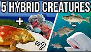 5 Hybrid Creatures From Around The World