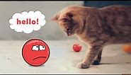 Red Ball 4 In Real Life | Red Ball In The House With Cat