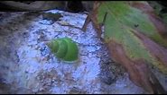 Manus Green Snail Video.m4v