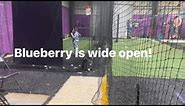 If you think D-Bat is always too crowded (which it is), you need to come to Blueberry! 🫐⚾️🥎💜 | Blueberry Batting Cages