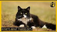 What Breed Is A Grey And White Tuxedo Cat? | PetThings