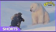 CBeebies | Andy's Safari Adventures | Polar Bear