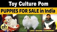 Toy Culture Pom - PUPPIES FOR SALE in India | Puppy Small Breed | II PET CLUES #ToyCulturePom