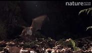 Greater mouse-eared bat (Myotis myotis) catching prey, Germany, captive