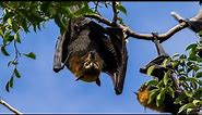 GIANT BATS! - Spectacled Flying Foxes - High Definition