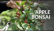 Making an Apple Bonsai tree