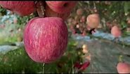 Enjoy Beautiful Nature With Rural Life # 17 | Apple Orchard,A grow of Apple Trees
