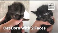 This Kitten Was Born With 2 Faces | NowThis
