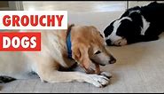 Grouchy Dogs | Funny Dogs Video Compilation 2017