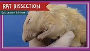 Rat Dissection || When the Cat's Away [EDU]