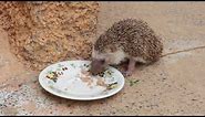 North African Hedgehog (Atelerix algirus)