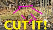 Prune Mulberry Trees like Crazy and They'll Thrive (Here's How)