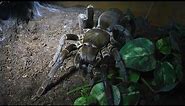 Big Hercules Baboon Spider will scare you at night (Hysterocrates hercules) [Inferion7]