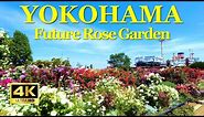 【4K🇯🇵】Walking in the most beautiful rose garden in Yokohama