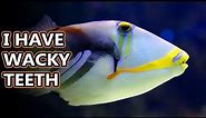 Triggerfish (humuhumunukunukuapua'a) facts: just try saying their name | Animal Fact Files