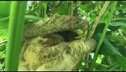 Mother, baby 3-toed sloth reunite