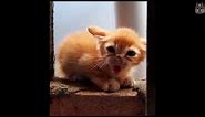 Adorable Kittens Who Are Angry! (A Compilation)